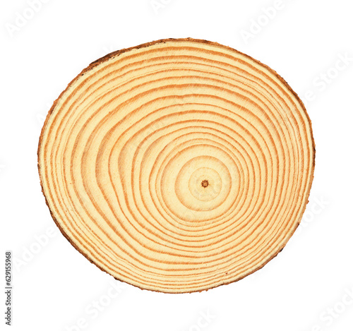 round cut through a trunk of a small tree with year rings visible