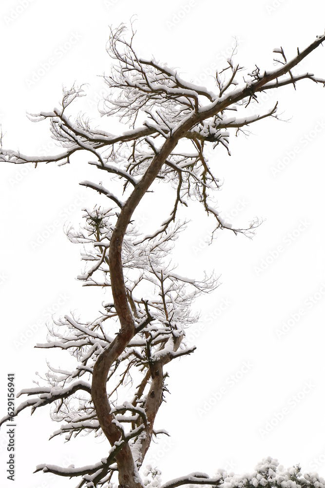 Obraz premium Schnee liegt auf den dünnen Zweigen von Bäumen