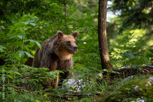 Brown Bear - Ursus arctos large popular mammal from European forests and mountains, Slovenia, Europe. © David
