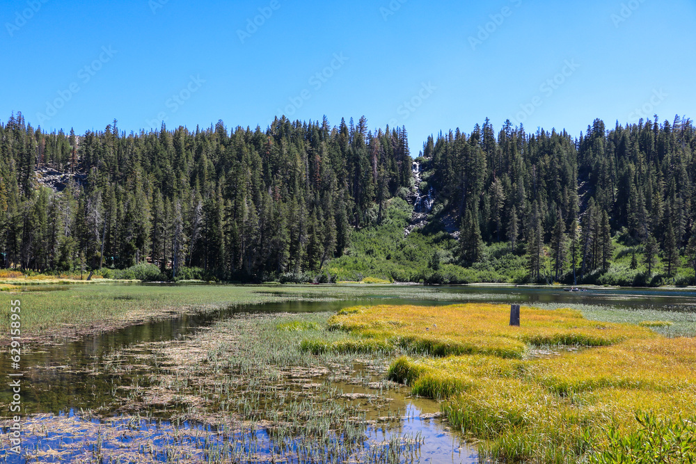 Beautiful green nature in the national park.