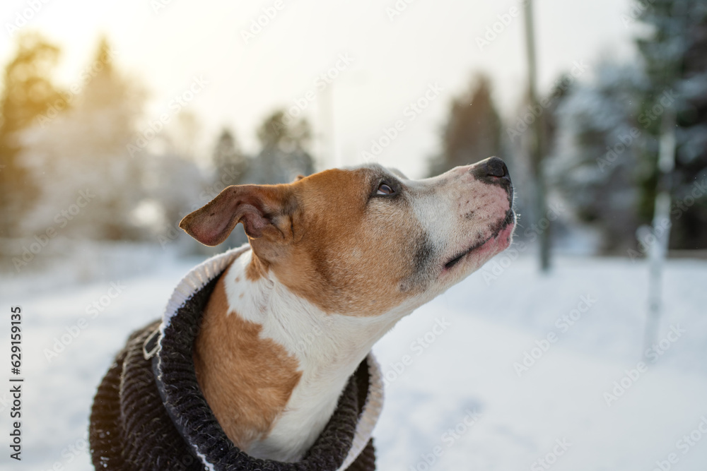 Close-up portrait of a beautiful dog wearing a warm knitted sweater on a sunny winter day. American Staffordshire Terrier on a winter walk.
