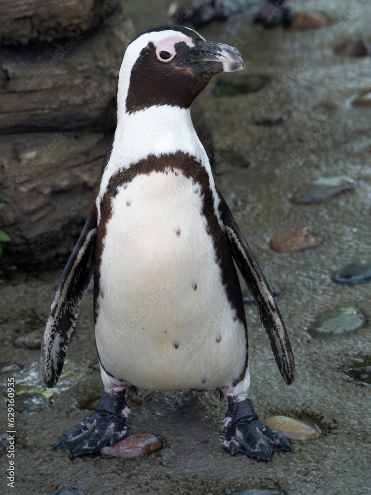 Fototapeta premium Humboldt penguin, full length, close-up