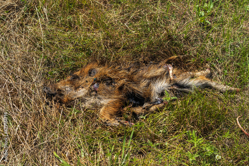The corpse of a young wild boar. Dead animal body.