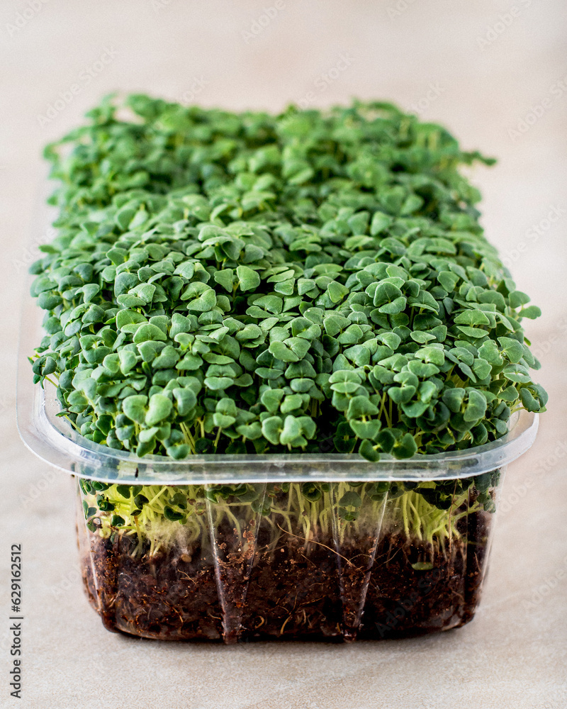 micro arugula sprouts grown in a separate tray, close shot micro arugula sprouts grown in a separate tray, close shot