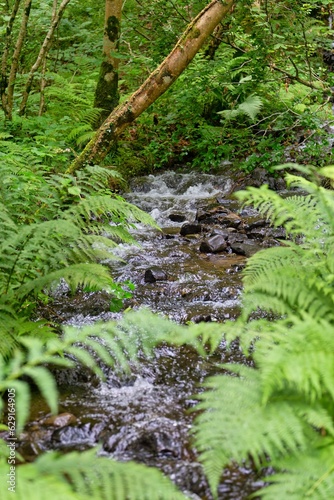 waterfall in the forest and ferns in the forest in Talybont, UK