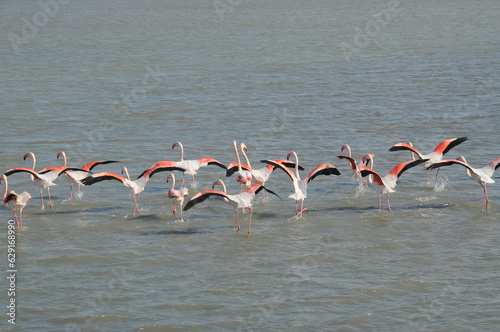 a flock of flamingos is about to fly