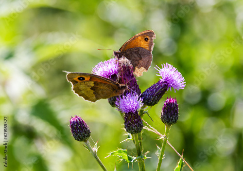 Photography Two Meadow Brown butterflies Maniola jurtina feeding on nectar of Knapweed wildflowers Centaurea in summer sunshine