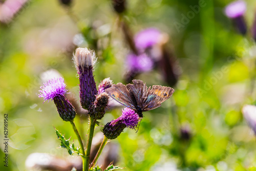 Photography Meadow Brown butterfly Maniola jurtina feeding on nectar of Knapweed wildflowers Centaurea in summer sunshine