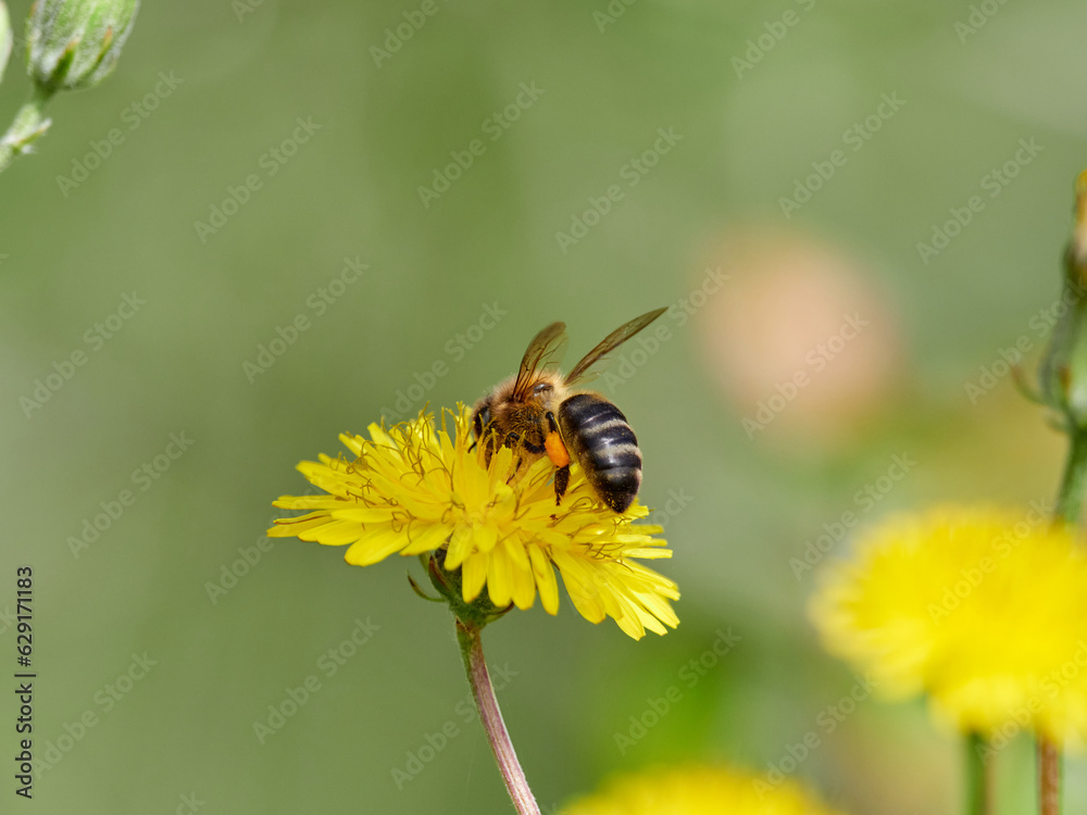 Western Honey Bee. Apis mellifera Western Honey Bee. Apis mellifera