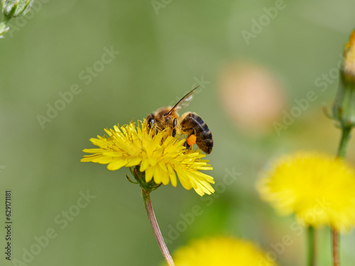 Western Honey Bee. Apis mellifera