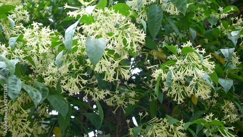 A multi-branched and heavily foliated evergreen Cestrum nocturnum or Night-blooming Jasmine flower plant branches. photo