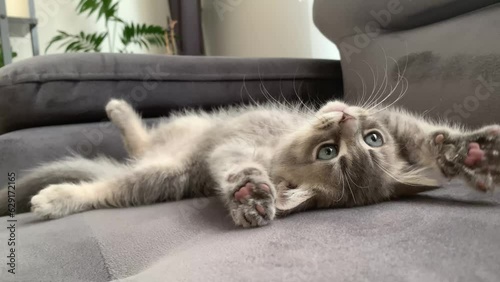 sweety british shorthair cat plays