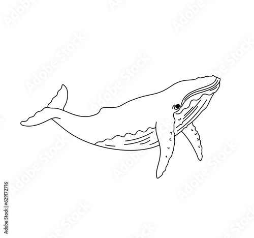 Vector isolated one single swimming floating whale side view colorless black and white contour line easy drawing