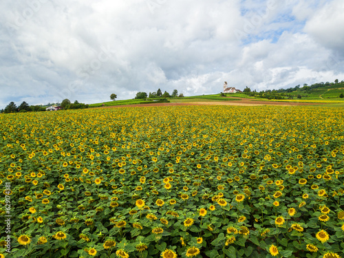 farming fields with sunflowers with Church St. Moritz, Hallau, Schaffhausen in summer time from aerial drone photography, Switezrland photo