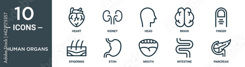 human organs outline icon set includes thin line heart, kidney, head, brain, finger, epidermis, stoh icons for report, presentation, diagram, web design