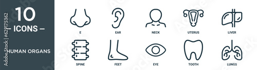 human organs outline icon set includes thin line e, ear, neck, uterus, liver, spine, feet icons for report, presentation, diagram, web design