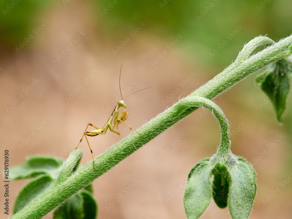 Naklejka premium Nymph of a Giant African Mantis. Sphodromantis viridis