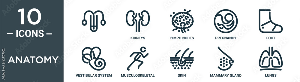 anatomy outline icon set includes thin line , kidneys, lymph nodes, pregnancy, foot, vestibular system, musculoskeletal icons for report, presentation, diagram, web design