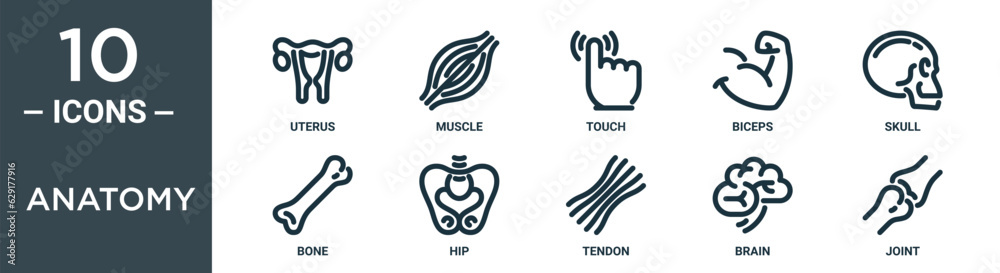 Obraz premium anatomy outline icon set includes thin line uterus, muscle, touch, biceps, skull, bone, hip icons for report, presentation, diagram, web design