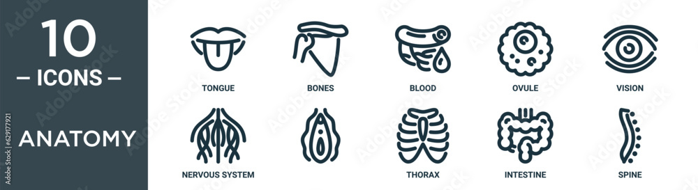 anatomy outline icon set includes thin line tongue, bones, blood, ovule, vision, nervous system, icons for report, presentation, diagram, web design