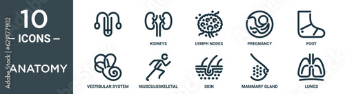 anatomy outline icon set includes thin line , kidneys, lymph nodes, pregnancy, foot, vestibular system, musculoskeletal icons for report, presentation, diagram, web design