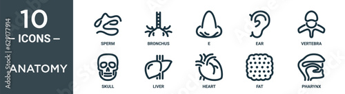 anatomy outline icon set includes thin line sperm, bronchus, e, ear, vertebra, skull, liver icons for report, presentation, diagram, web design