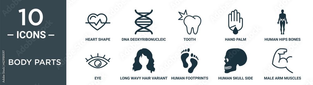body parts outline icon set includes thin line heart shape, dna deoxyribonucleic acid, tooth, hand palm, human hips bones inside a standing male body black, eye, long wavy hair variant icons for body parts outline icon set includes thin line heart shape, dna deoxyribonucleic acid, tooth, hand palm, human hips bones inside a standing male body black, eye, long wavy hair variant icons for