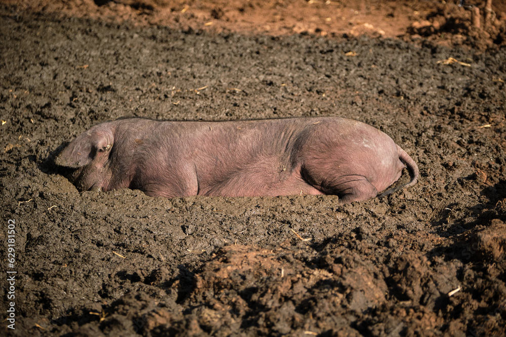 Black pig lying on dirty ground Black pig lying on dirty ground
