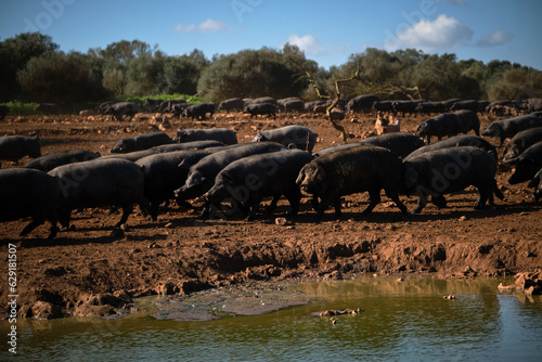 Flock of Large Black pigs walking near lake