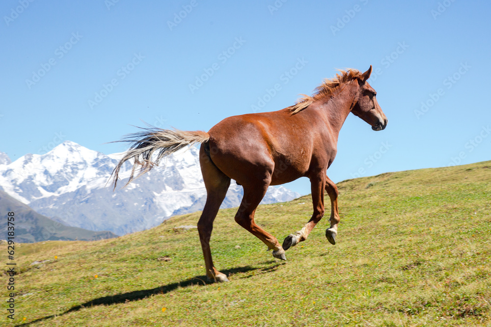 horse running in the green grass on a background of mountains. Trekking and travel in Georgia horse running in the green grass on a background of mountains. Trekking and travel in Georgia