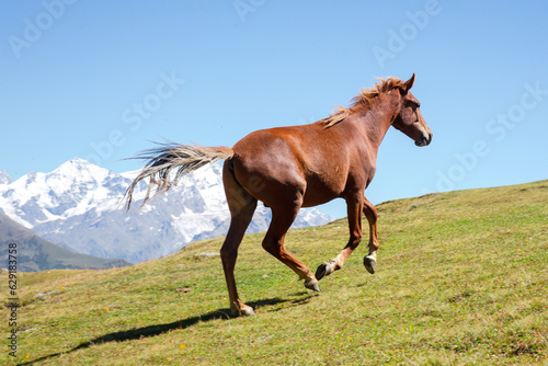 horse running in the green grass on a background of mountains. Trekking and travel in Georgia