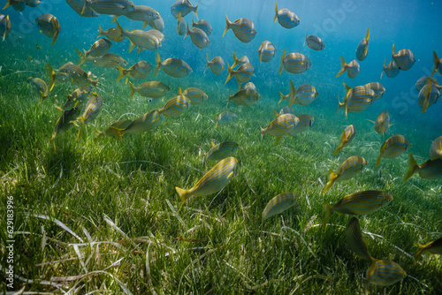 Exotic fish swimming in ocean