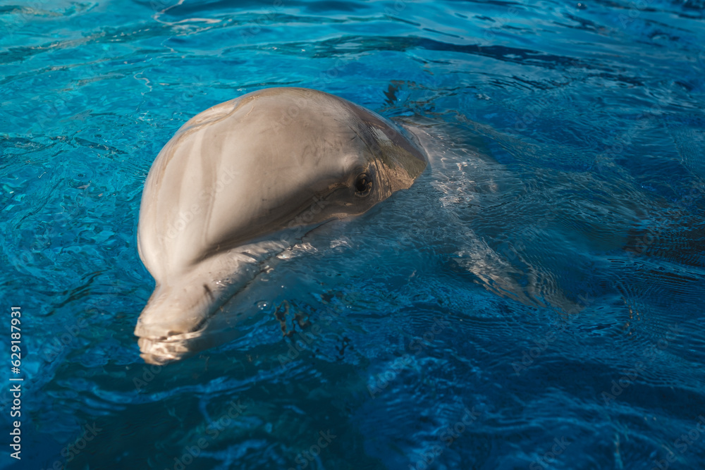 Head of dolphin in swimming pool