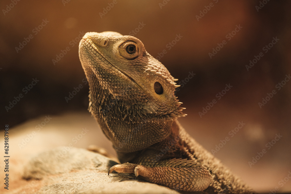 Pogona vitticeps lying on stone Pogona vitticeps lying on stone