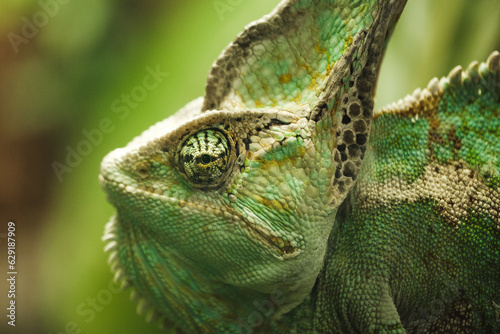 Green Veiled chameleon in wild nature
