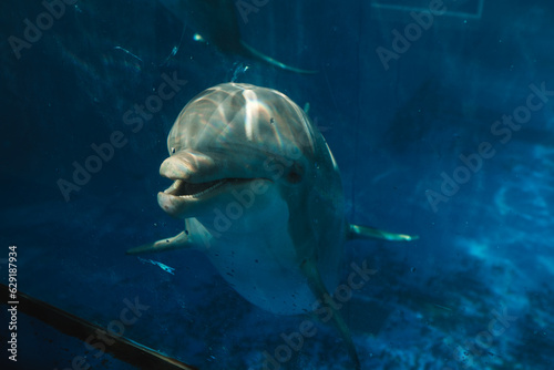 Gray dolphin swimming underwater in aquarium with blue water