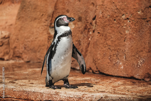 Funny Humboldt penguin standing on rocky seashore