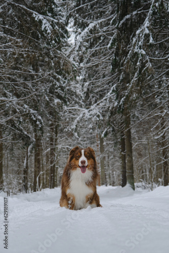 A beautiful purebred dog in a winter coniferous forest sits on a snowy empty road and poses smiling. Brown Australian Shepherd in the park. Front view, full-length portrait. Aussie red tricolor. © Ekaterina