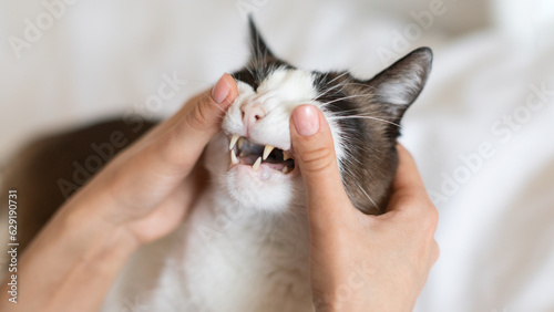 Photography Closeup Of Cat While Pet Owner Examining It's Teeth Indoor