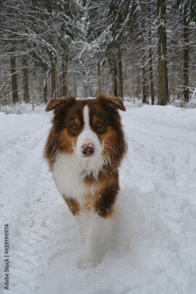 Beautiful dog with serious face in winter coniferous forest on snowy empty road goes forward. Brown Australian Shepherd in park. Wide-angle front view. Aussie red tricolor. Fluffy cute shepherd dog.