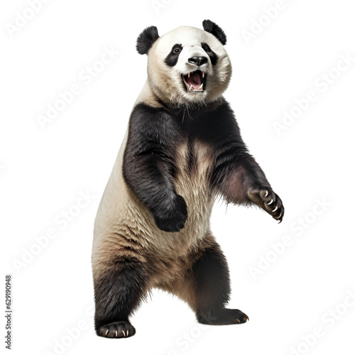 panda isolated on transpatent background