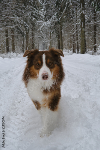 Fototapeta Naklejka Na Ścianę i Meble -  Beautiful dog with serious face in winter coniferous forest on snowy empty road goes forward. Brown Australian Shepherd in park. Wide-angle front view. Aussie red tricolor. Fluffy cute shepherd dog.