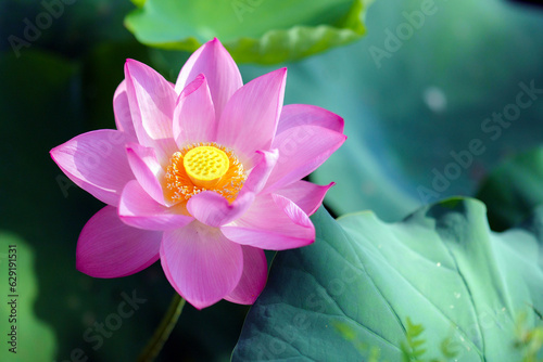 不忍池の一輪の蓮の花