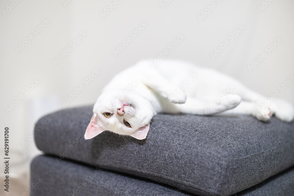 Fototapeta premium オットマンで仰向けになる白猫