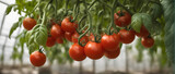 red tomatoes nature background