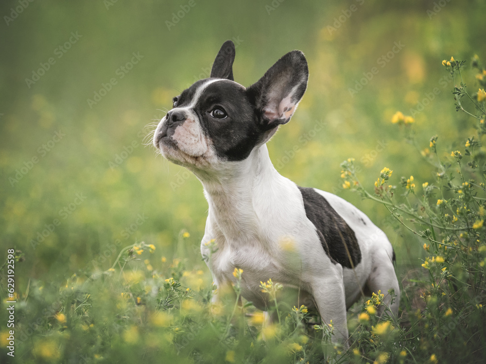 Cute puppy walks in a meadow on green grass. Close-up, outdoor. Day light. Concept of care, education, obedience training and raising pets