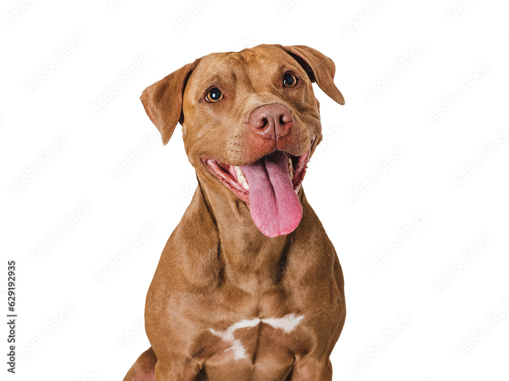 Cute brown dog that smiles. Isolated background. Close-up, indoors. Studio photo. Day light. Concept of care, education, obedience training and raising pets Cute brown dog that smiles. Isolated background. Close-up, indoors. Studio photo. Day light. Concept of care, education, obedience training and raising pets