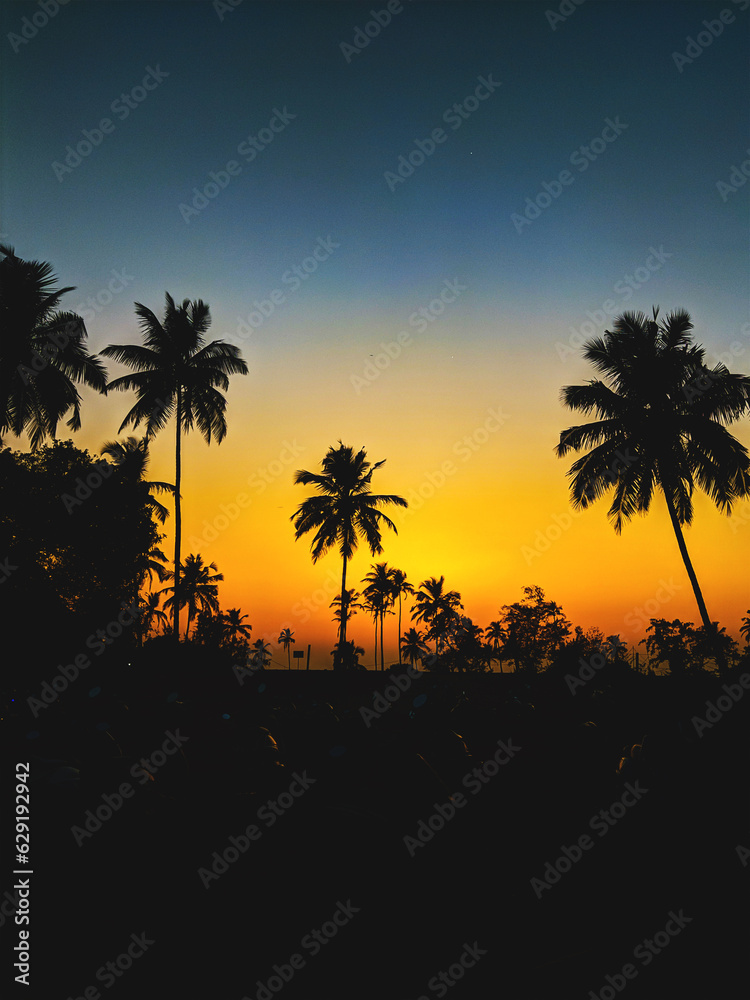 palm silhouette at sunset