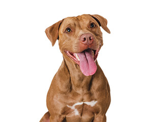 Cute brown dog that smiles. Isolated background. Close-up, indoors. Studio photo. Day light. Concept of care, education, obedience training and raising pets