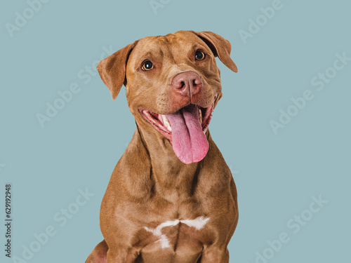 Cute brown dog that smiles. Isolated background. Close-up, indoors. Studio photo. Day light. Concept of care, education, obedience training and raising pets